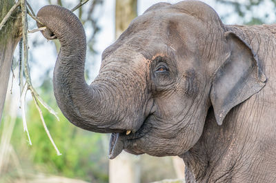 Close-up of elephant