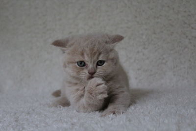 Portrait of cat sitting on floor