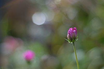 Close-up of pink flowering plant