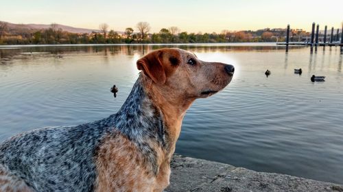 Dog looking away in lake