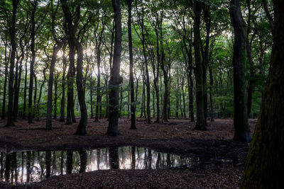 Trees in forest