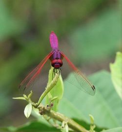 Close-up of insect on plant