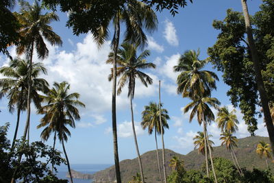 Low angle view of coconut palm trees against sky