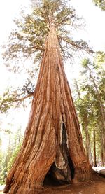 Low angle view of trees in forest