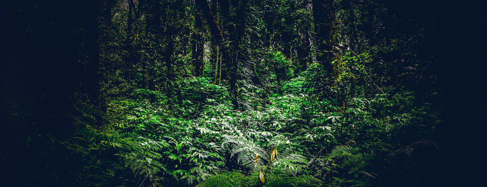 View of trees in forest