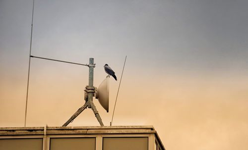 Low angle view of bird perching on pole against sky