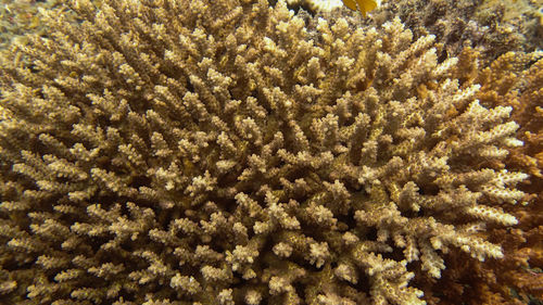 Full frame shot of coral in sea