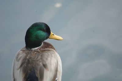 Close-up of bird perching outdoors