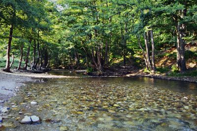 Scenic view of river in forest