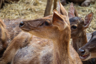 Close-up of deer in field