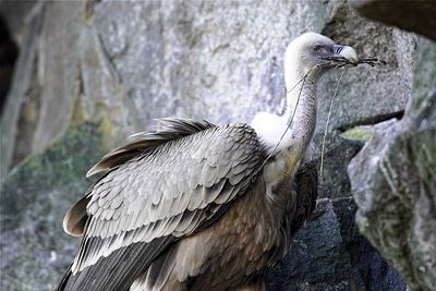 Low angle view of griffon vulture