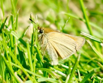 Close-up of butterfly on grass