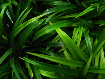 Full frame shot of green leaves