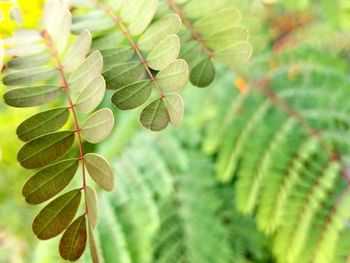 Close-up of fresh green leaves