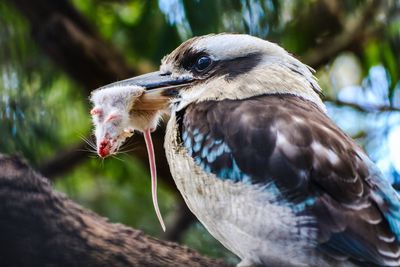 Close-up of a bird