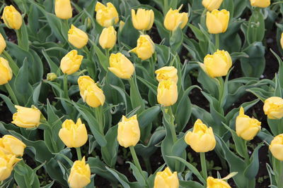 Close-up of yellow tulips