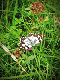 Close-up of butterfly pollinating on flower