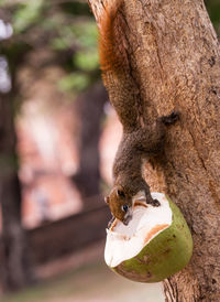 Close-up of squirrel eating coconut on tree trunk