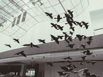 Low angle view of birds flying against sky