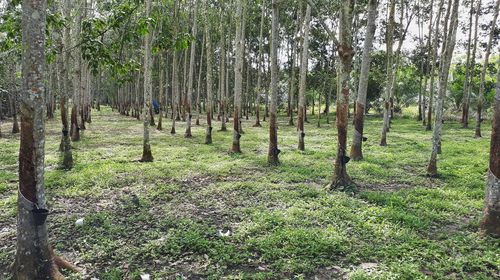 Trees in forest