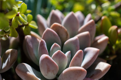 Close-up of succulent plant