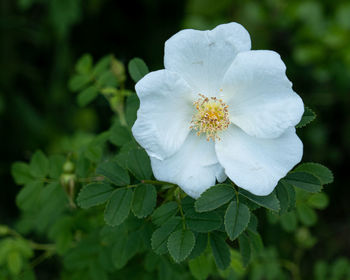 Close-up of white flowering plant