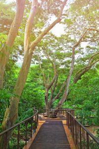 Trees in forest