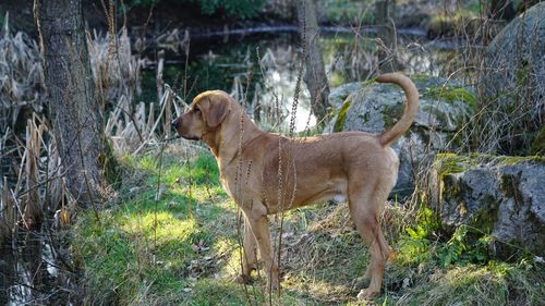 Side view of dog standing on field