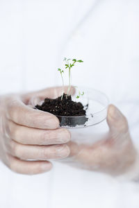 Hand holding seedling on petri dish