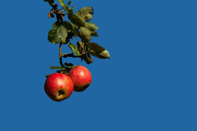 Low angle view of apples on plant against blue sky