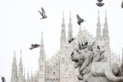 Birds flying over statue in city
