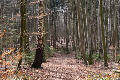 Trees growing in forest