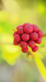 Close-up of red berries growing on plant