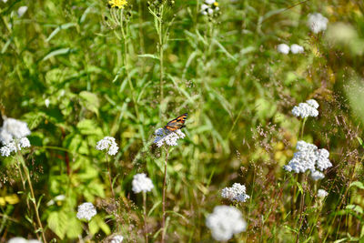 Close-up of butterfly pollinating on flower