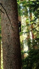 Low angle view of tree trunk in forest