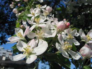 Close-up of flowers blooming on tree