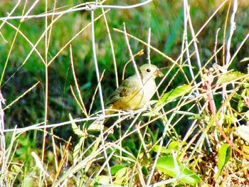 Close-up of bird perching on grass