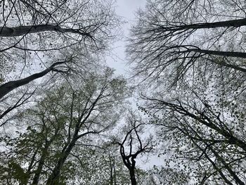 Low angle view of bare trees against sky