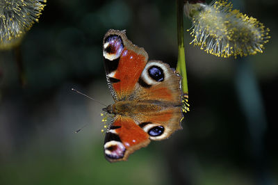 Close-up of butterfly pollinating flower