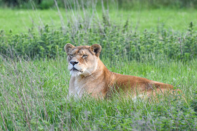 Lioness lying down