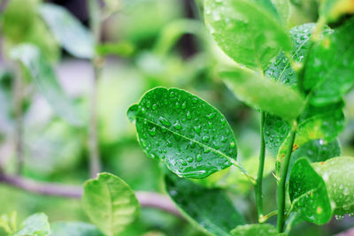 Close-up of plant