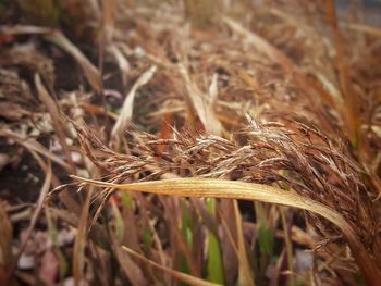 Close-up of wheat growing on field