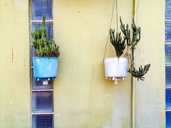 Potted cactus hanging on the wall