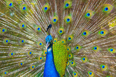 Proud peacock with colourful feathers fan spreading its tail