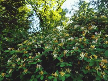 Green leaves and trees in forest