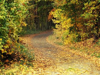 Road in forest during autumn