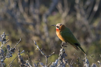 Close-up of bird perching on plant