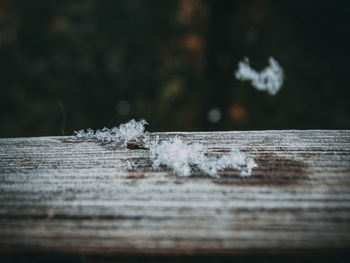 Close-up of snow on wood