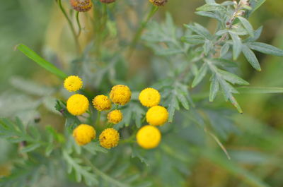 Close-up of yellow flowers growing on plant