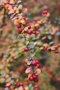 Close-up of red berries on tree